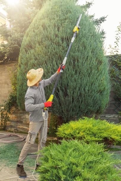 Best Tree Preservation Services  in George, IA