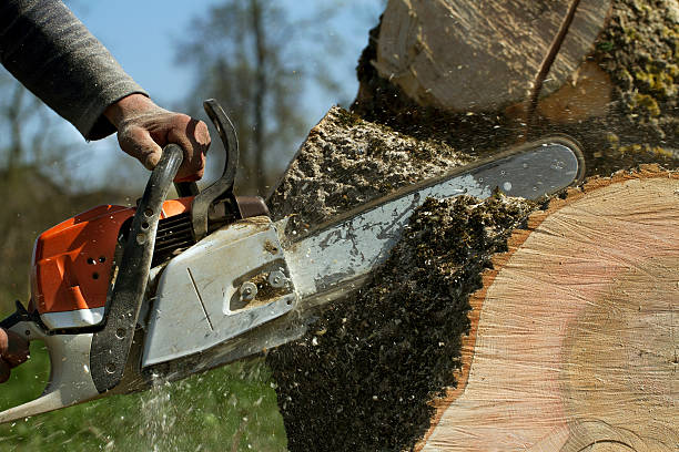 Best Stump Grinding and Removal  in George, IA